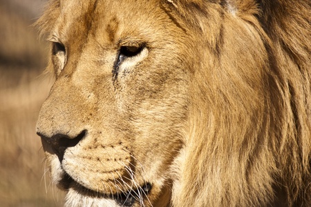 Lion