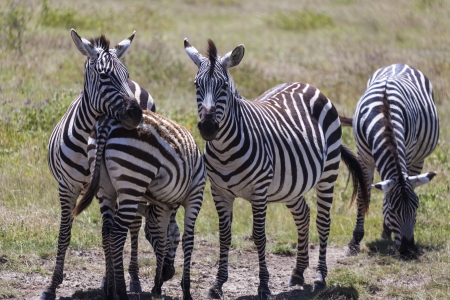 Zebras In The Wildの写真素材