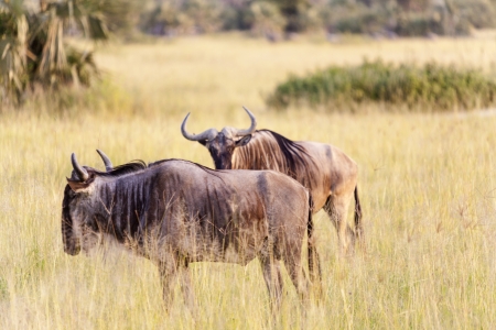 Wildebeests In Serengeti National Parkの写真素材