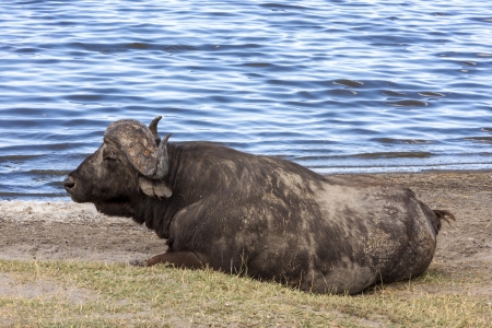 Cape Buffalo By The Waterの写真素材