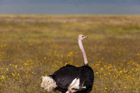 Ostrich In Tanzaniaの写真素材
