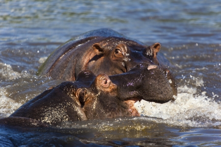 Playing Hippos In The Waterの写真素材