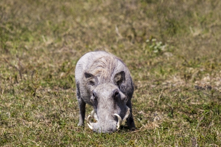 Charging Angry Wild Pig In Africaの写真素材