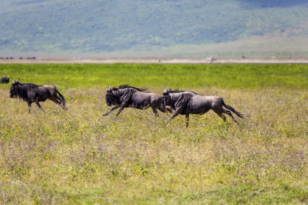 Running Wildebeests In Serengeti National Parkの写真素材