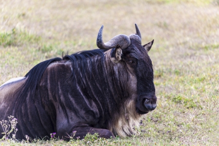 Profile Of A Resting Wildebeest