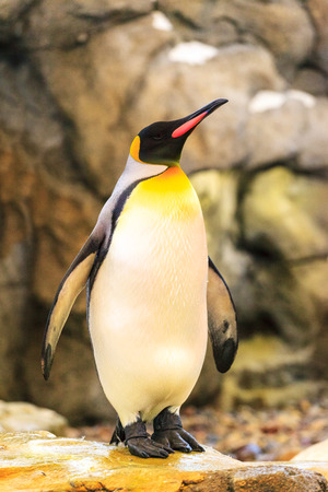 Emperor penguinsの写真素材