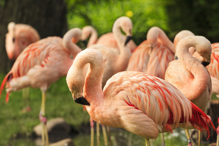 Pink flamingos against green backgroundの写真素材