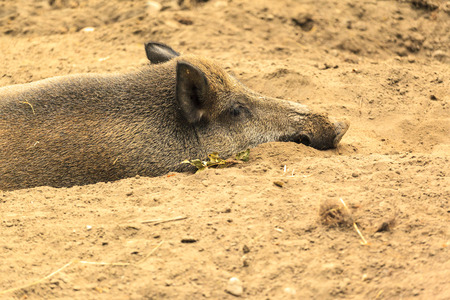 Wild Boar in Mudの写真素材