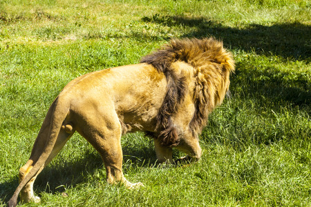 Walking Lionの写真素材