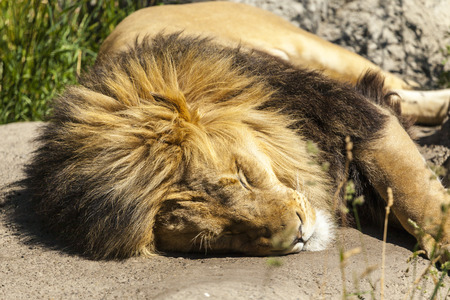 Sleeping Beautyの写真素材