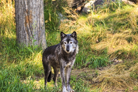Grey Wolf