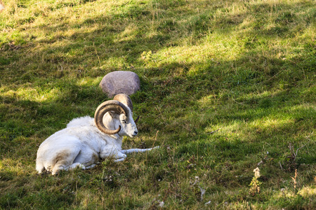Dall Sheep, Ovis dalli, with a spectacular rackの写真素材