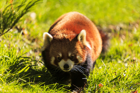 Red pandaの写真素材