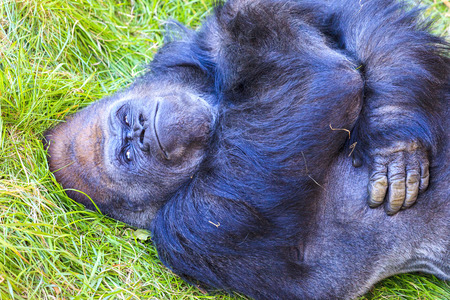 Western lowland gorilla (Gorilla gorilla)の写真素材