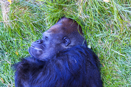 Western lowland gorilla (Gorilla gorilla)