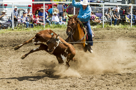 WATER VALLEY, CANADA-JUN 6 2015:Unidentified Cowboy participating in the at the Bareback Bronco Water Valley Rodeo. This annual event is important for the rural as well as the sport loving community.のeditorial素材