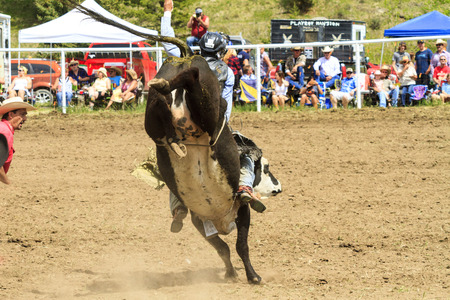 WATER VALLEY CANADA  JUN 6 2015:Unidentified Cowboy participating in the  Bareback Bull RidingWater Valley Rodeo.This annual event is important for the rural as well as the sport loving community.のeditorial素材