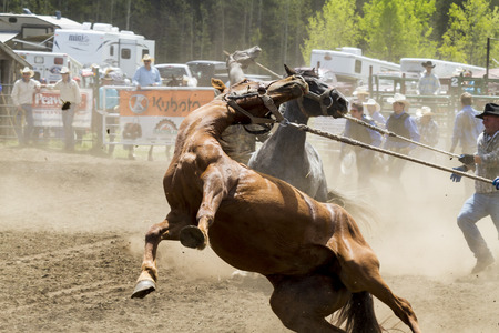 WATER VALLEY CANADA  JUN 6 2015:Unidentified Cowboy participating in the  Bareback Bronco Water Valley Rodeo.This annual event is important for the rural as well as the sport loving community.のeditorial素材