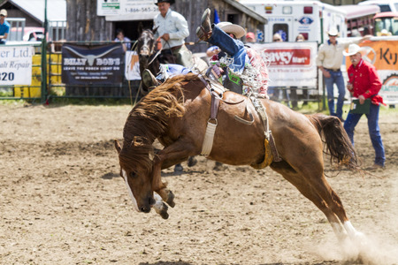 WATER VALLEY CANADA  JUN 6 2015:Unidentified Cowboy participating in the  Bareback Bronco Water Valley Rodeo.This annual event is important for the rural as well as the sport loving community.のeditorial素材