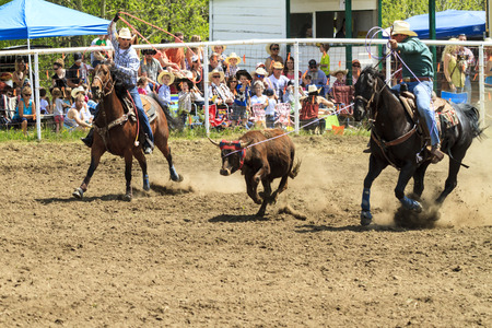 WATER VALLEY CANADA  JUN 6 2015:Unidentified Cowboy participating in the  Lasso event  Water Valley Rodeo.This annual event is important for the rural as well as the sport loving community.のeditorial素材