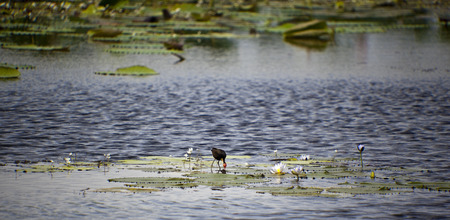 A Jesus Christ bird, or Jacanau, in Kakadu National Park. Australia.の写真素材