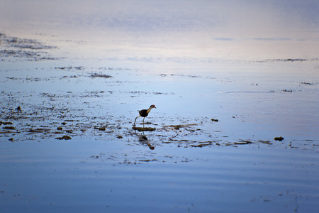 Bird life in Kakadu National Park, Australiaの写真素材