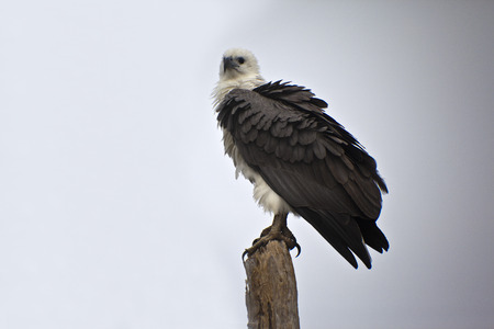 Australia  White tailed sea eagleの写真素材