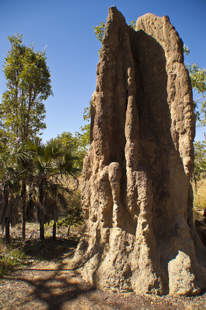 Kakadu National Park  Termite mound, Kakadu National Park, Australiaの写真素材