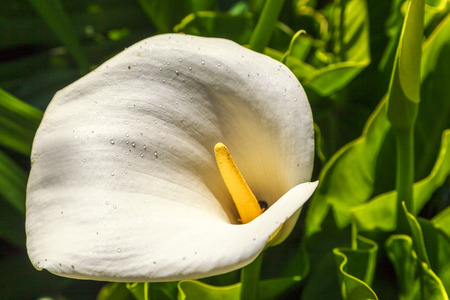 Calla lily, many beautiful white flowers blooming in the garden in spring, arum lily, gold callaの写真素材