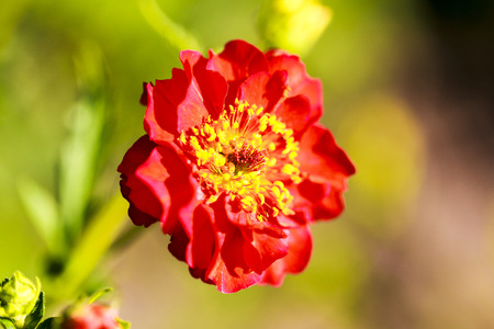 Red flower with green buds on blurred backgroundの写真素材