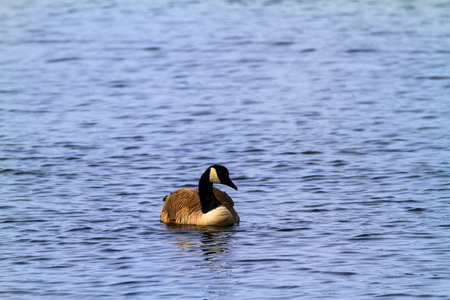 Swimming Canada Gooseの写真素材