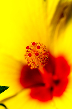 Yellow Hibiscus Flowerの写真素材