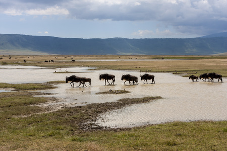 Wildebeests At A Waterhole In Gnorongoro Cater During Migrationの写真素材