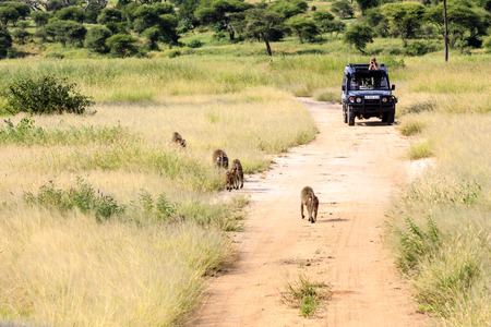 SERENGETI MAT. PARK TANZANIA MAY 22 2013:A group of olive baboons on the track while people absorbing them from a 4X4 (Papio Anubis) in Serengeti National Park, Tanzaniaのeditorial素材