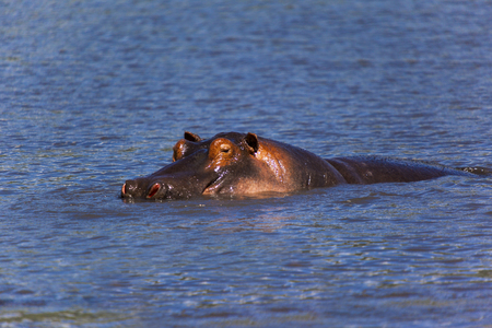 Swimming Hippo In Tanzaniaの写真素材