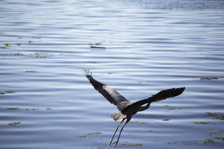 Flying Blue Heronの写真素材