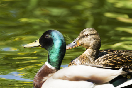 Mallard Duck Coupleの写真素材