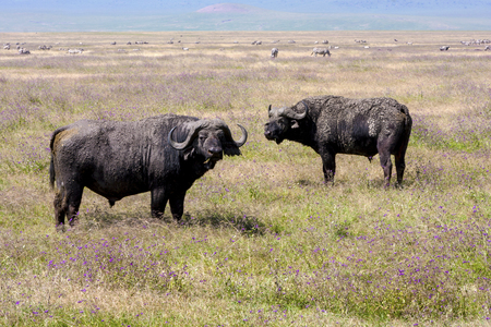 Wild African Cape Buffalo bull, Tanzania Africaの写真素材