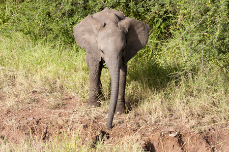 Young Elephant Serengeti National Park Tanzania Africa