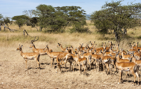 Female impala heard in the wild Tanzania Africaの写真素材