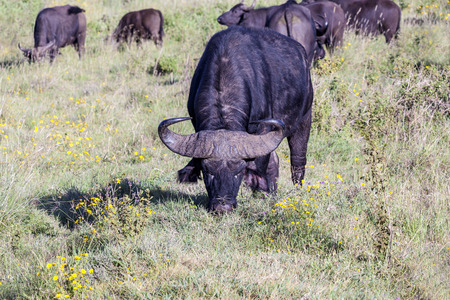 Wild African Cape Buffalo bull, Tanzania Africaの写真素材