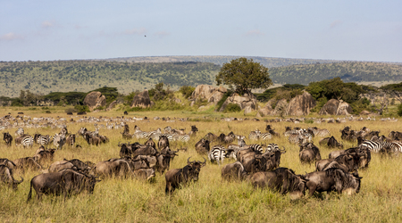 Wildebeest herds during migration in Serengeti national park Tanzania Africaの写真素材