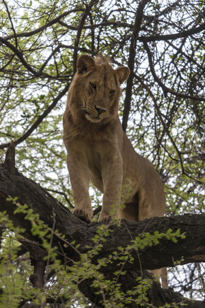 Lion Looking Down From A Treeの写真素材