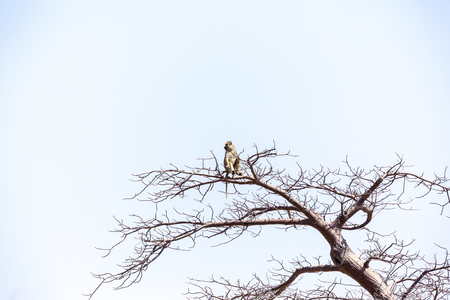Martial Eagle portrait in Ngorongoro Conservation Areaの写真素材