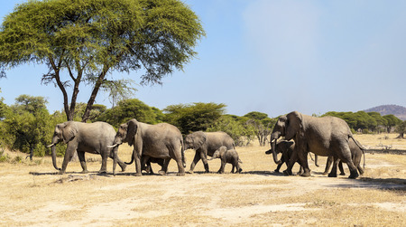 Group Of Elephantの写真素材