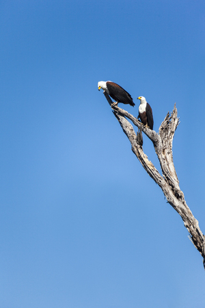 A Pair of  large African Fish Eagle perched on a branch