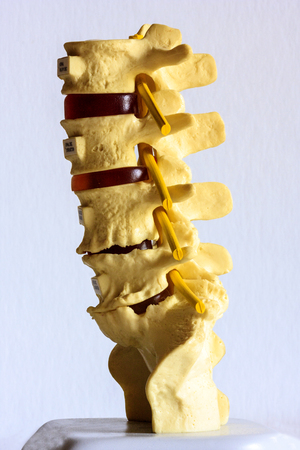 A spinal column model isolated on whiteの写真素材