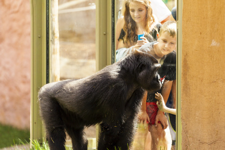 JULY 27 2014 - CALGARY CANADA: Young people visiting the Calgary Zoo at the gorilla encloser. Calgary Zoo have a great standard and offers to visitors more than just simple viewing a species.のeditorial素材