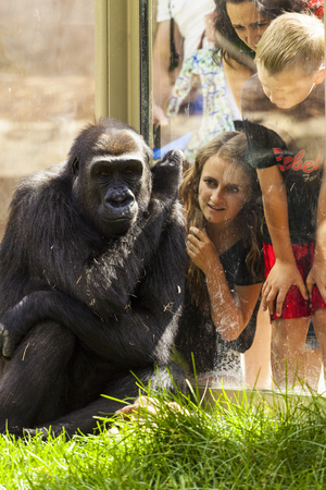 JULY 27 2014 - CALGARY CANADA: Young people visiting the Calgary Zoo at the gorilla encloser. Calgary Zoo have a great standard and offers to visitors more than just simple viewing a species.のeditorial素材