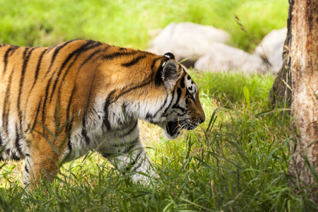 Tiger in the wildの写真素材